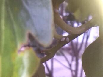 堪到喜蛛在家中爬行，预示着近期会有什么好事发生吗？