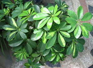 属虎家庭摆放七叶莲，几个为宜？