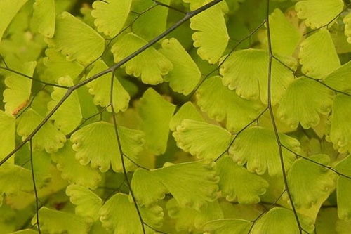 梦见别人采桑叶有什么特殊含义或象征意义吗？