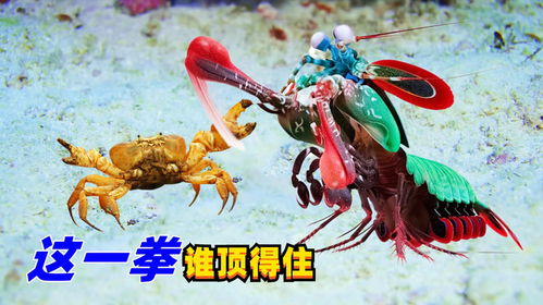 将粉身碎骨打一个生肖，难道不是鼠吗？