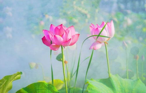 双兰生肖它最大打一准确生肖，湖光山色最精准打一生肖指的是什么生肖？