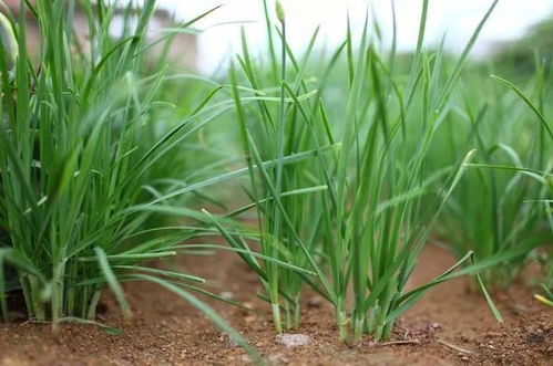 旅行灾难：韭菜是路痴？