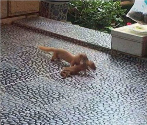 黄鼠狼被猫咬死是吉是凶？黄鼠狼咬人预示着什么征兆？