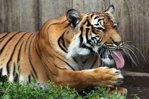 2025年属虎财运如何，招财转运物件具体指什么？