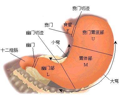 胃角具体位置在哪里，有详细的位置图解吗？