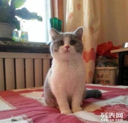 猫八字正是什么意思？猫命如何改写为？