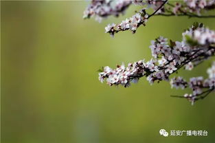 一树一春满山绿和春花满山野分别对应什么生肖？