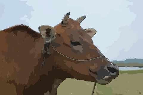 农历五七月出生属牛的人命运和运势分别如何？