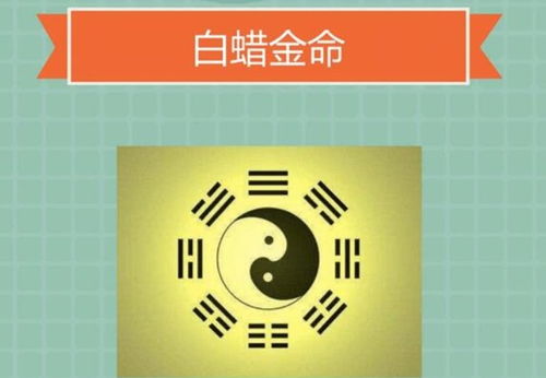白蜡金命的特性与内在结构