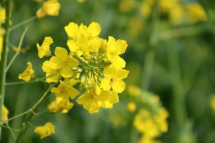 什么样的八字容易发横财，如何改写八字以增加横财机会？