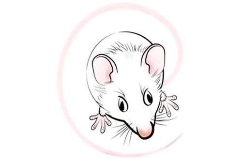 属鼠金牛座2026年每月运势和1984年男鼠金牛座2026年运势分别是什么？