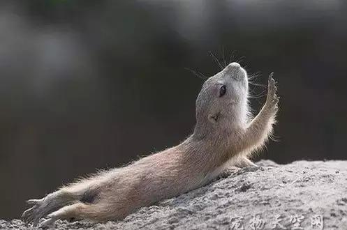 黄鼠拜年属什么生肖？黄鼠图片大全有何寓意？