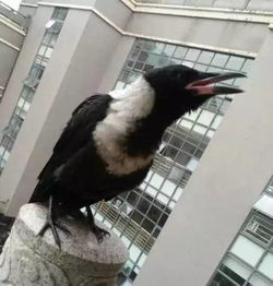 ‘天下乌鸦一般黑’中的乌鸦指的是哪几个生肖？