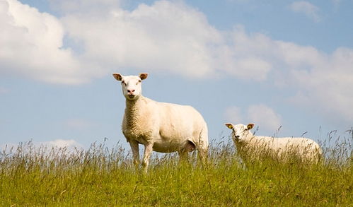 2026年属羊单身女性感情运势如何？婚姻前景怎样？