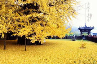 西安古观音禅寺