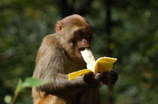 五、具体的取名方案大放送(仅供参考哦)