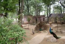 安庆动物园：小而精， 却充满