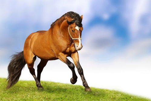 2026年2月属马人搬家选哪几天最吉利？