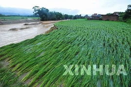 高粱梦境の玄学暴击