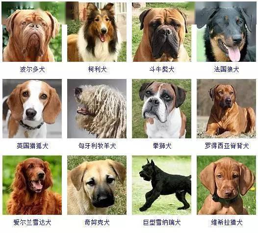 有没有创意又霸气的男生狗狗名字大全集推荐？