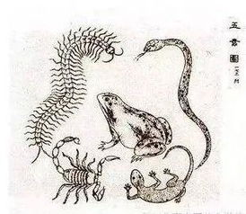 二、  全球视野下的“毒月”文化