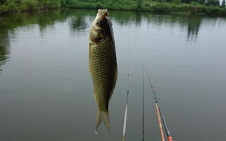 饵料选择与窝点构建：诱惑力最大化的策略