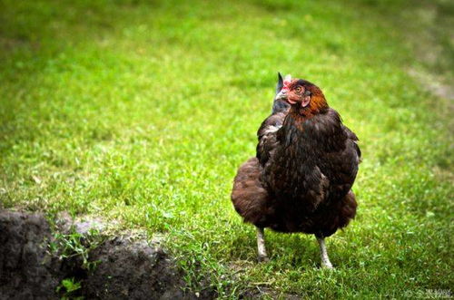 1969年属鸡人2026年和2028年运势分别如何？