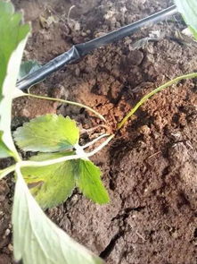 家里种植草莓需要注意哪些风水问题？