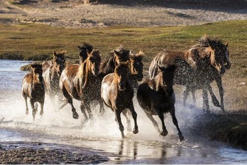 五米三步马在追指的是哪个生肖？90年属马的人有何寓意？