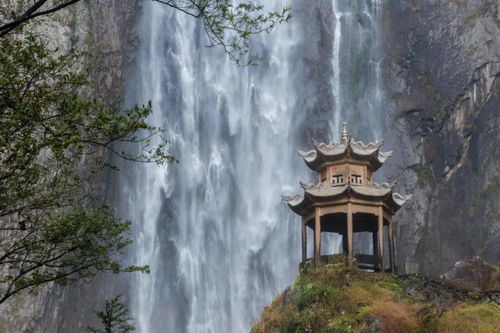 三、 额济纳胡杨林：黄到爆炸的枯枝画卷