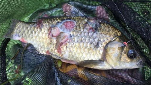 二、 受污染水域之鱼——环境累积效应与人体摄入风险