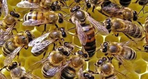 梦见蜜蜂围成一团，这是不是意味着什么特殊含义呢？