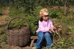 梦见在别人地里捡到大量花生，这究竟是什么预兆？