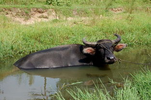 2．水牛与其他草食哺乳动物的听觉利用