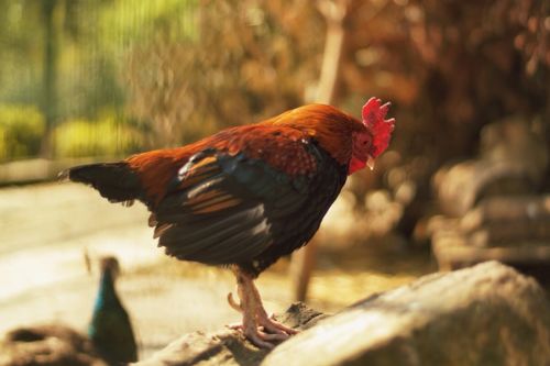 2026年2月属鸡搬家选择哪天最吉利？