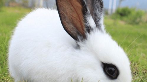 哪个属相与兔子相遇会引发强烈冲突？