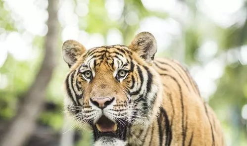 2026年属虎宝宝名字中，有没有包含历史二字的起名建议？