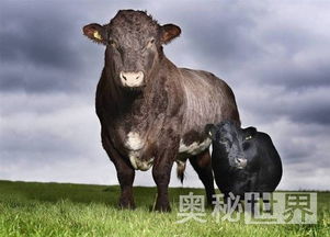 吉尼斯纪录与未认证案例之对比解析