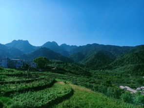大和村：品茶静心，周末逃离的理想地