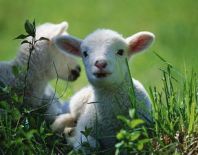 一、 冬令当旺之气运格局：论四象齐聚之深层机理