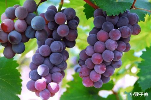 ‘将夭桃秾李’指的是哪个生肖年？‘2025年葡萄’又是指哪个生肖？