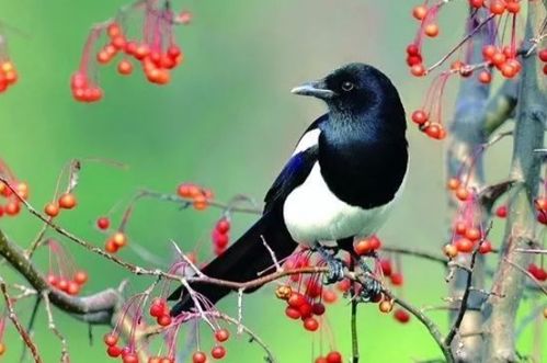 婚嫁择吉：传统文化视域下的审视