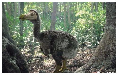 二、 关于火烈鸟的生物学特征