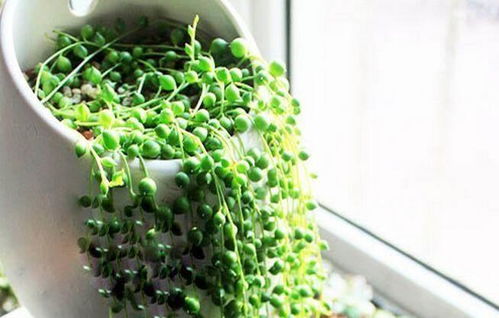 ：居住环境美学与风水理念的交融