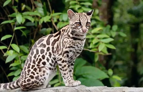 行为模式：游荡、潜伏与夜间活动的偏好