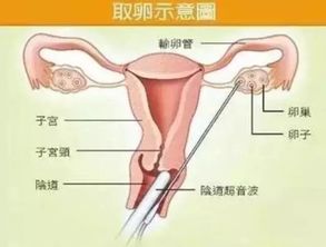 4.3 禁忌食品清单（较大概100项）……省略号省略号……