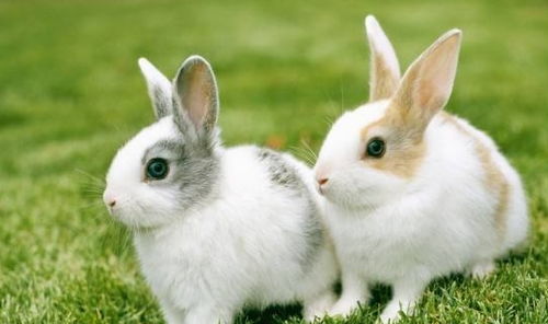 属兔与属鼠、属猪的财运如何，99属兔和96属鼠为何被认为是绝配？