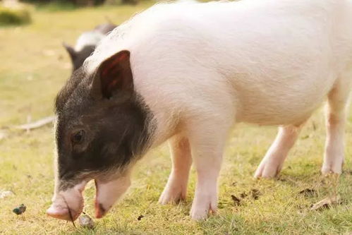 申时の猪：天选の艺术家