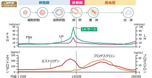 二、生理周期的精准把握：洞悉受孕窗口