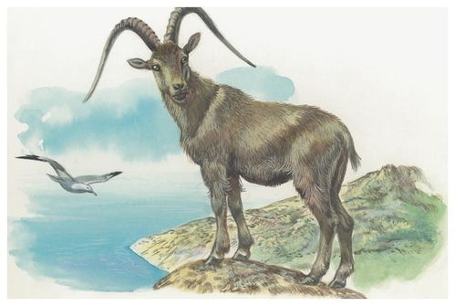 2026年属羊全年运势中健康运势具体表现是什么？